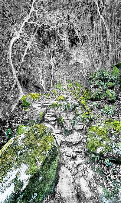 Exposition photographique « Jardins sauvages »